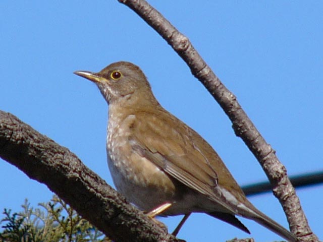 Bird