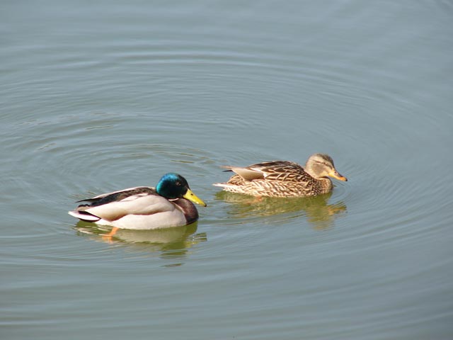 Bird3
