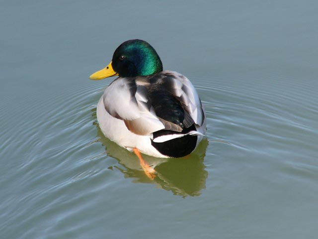 Bird4