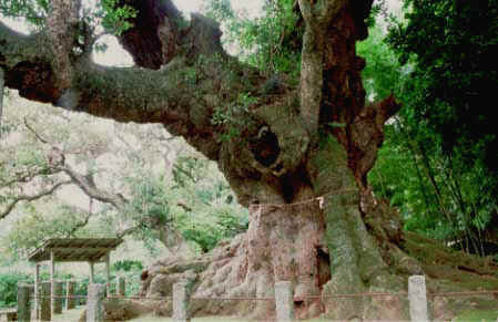 fuma.JPG (30678 �o�C�g)