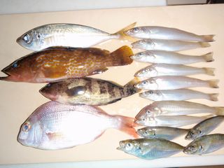 釣果