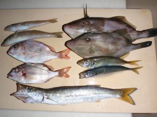 貧釣ですね