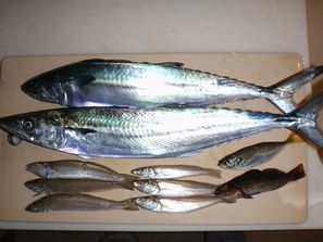 釣果