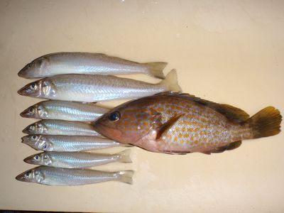 ݂މ