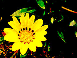 FLOWER_06.GIF - 10,603BYTES