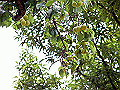 2007UMENOMI_THUMB.JPG