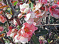 2008BOKENOHANA_THUMB.JPG