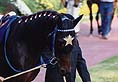 ジャパンカップダート ウイングアロー