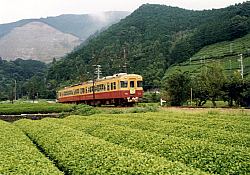 福用川の茶畑と3000系