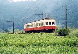 抜里の茶畑を走る311F