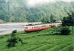 横郷付近の茶畑