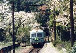 写真:青部駅の桜