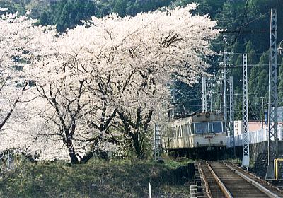 写真:家山桜としらさぎ