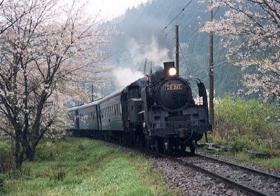 雨の大和田桜とC11