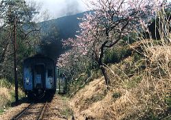 桃と行ってしまったさくら号