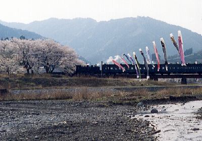 家山桜と鯉のぼり