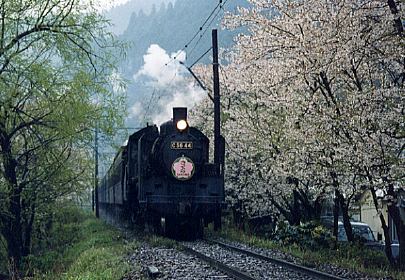 雨にぬれる大和田桜とさくら号