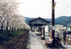 写真:家山駅も桜でいっぱい!