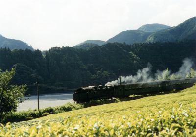横郷の茶畑とSL