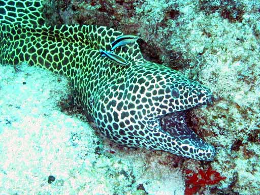 �ǂ�A�L���C�ȕ����낤�I�@�J�߂Ȃ��Ɗ��݂����I