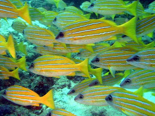 ���ꂢ�ȉ��F�͊C�ɉf����ł��傤�I