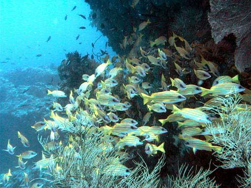 �l�B�͒��ԓ��m�W�܂�񂾁B���ǂ��Ȃ񂾂���I