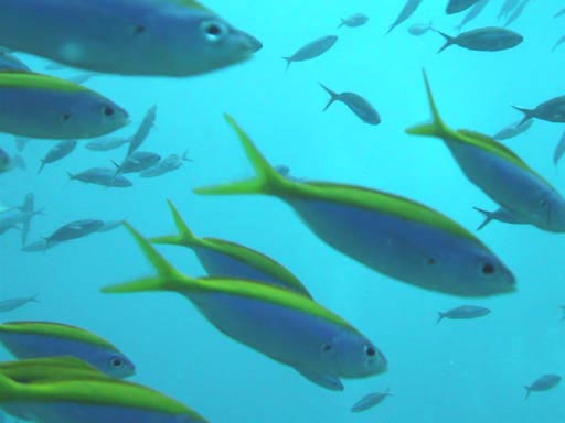 �ǂ����A�E���F�Ȃ̂��ȁH