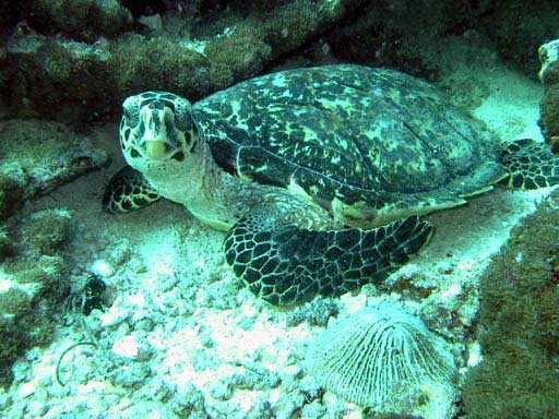 ���������Q�Ă����Ȃ��ȁ[�B�B�B