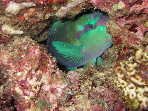 �܂��������f�Ȑl�B���E�E�E