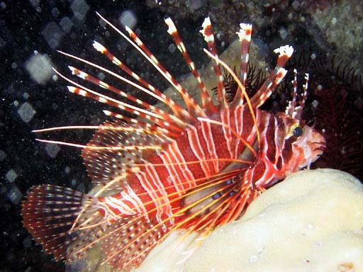 �ǂ�A���̐Ԃ��͔��[����Ȃ��ł��傤�I�@�L���C�ȕ��ɂ͓ł�����I