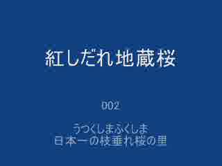 紅しだれ地蔵桜 2008.1.24