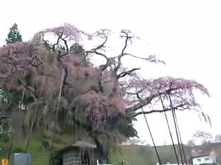 紅しだれ地蔵桜 2008.4.18