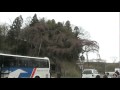 紅しだれ地蔵桜 2010.4.16