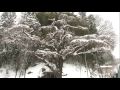 紅しだれ地蔵桜 2010.4.17
