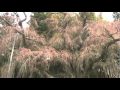 紅しだれ地蔵桜 2010.4.19