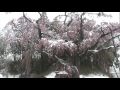 紅しだれ地蔵桜 2010.4.22