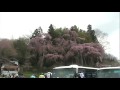 紅しだれ地蔵桜 2010.4.24