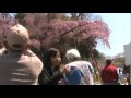紅しだれ地蔵桜 2010.4.25