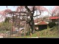 紅しだれ地蔵桜 2010.4.20
