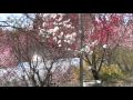 紅しだれ地蔵桜 2010.5.3