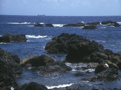 ˖P