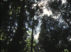 ̑Q