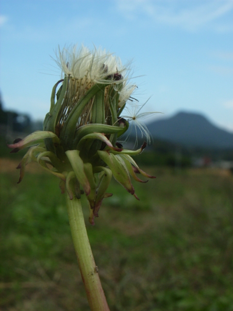 tanpopo