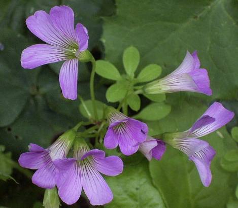 hanakata