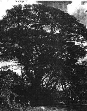 monkeypodtree
