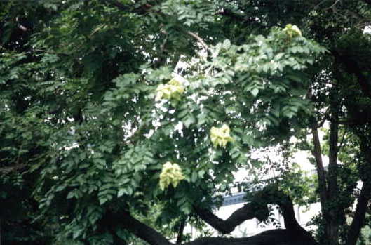 雨の樹の葉