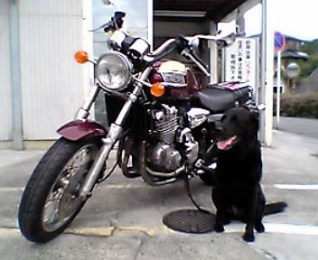 yu's Triumph thunderbird 900 1996