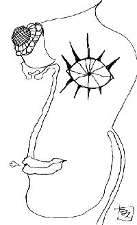 X