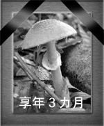 善慈堂キノコ養殖場