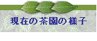 ���݂̒����̗l�q